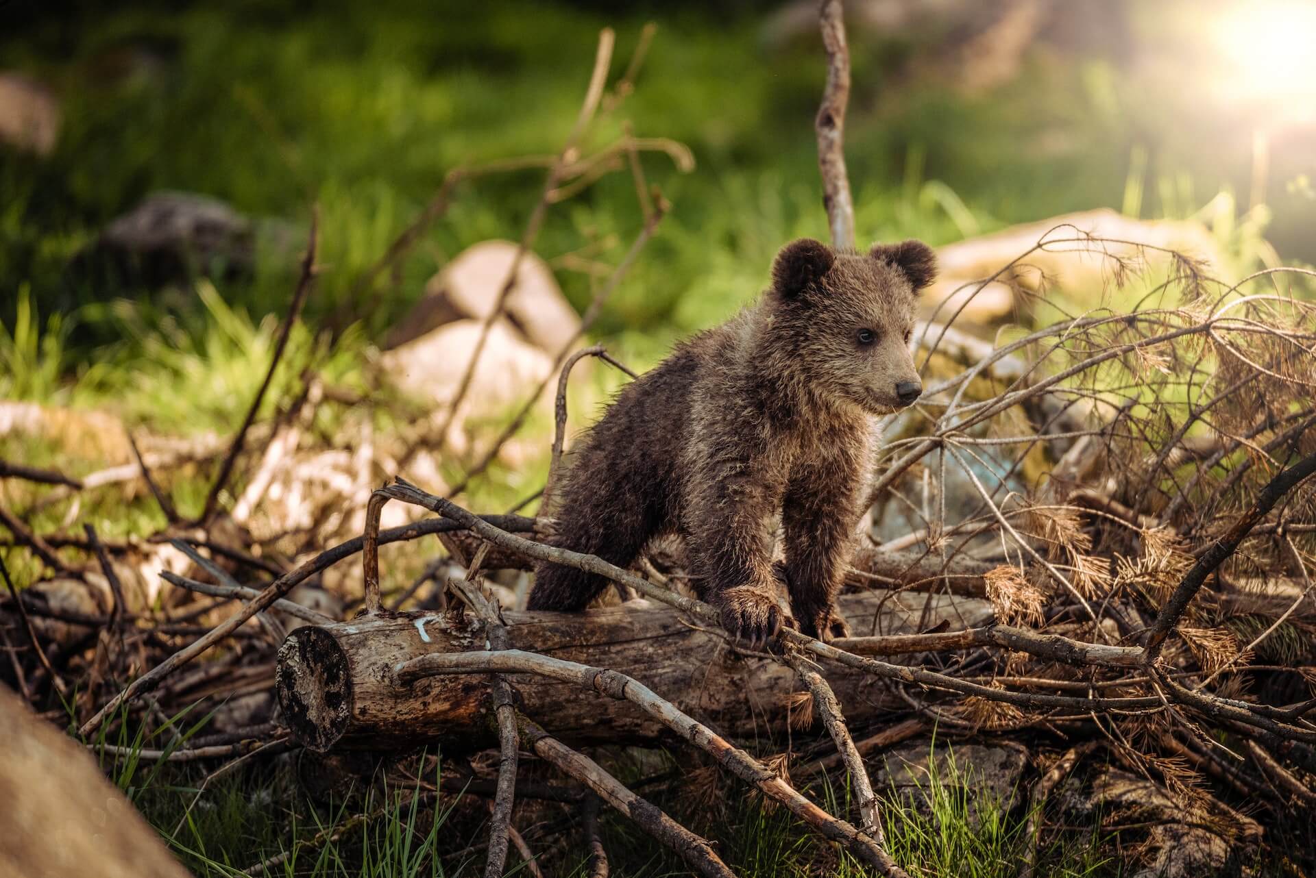 An image of a cute baby brown bear on top of a log and pile of sticks, from Janko Ferlic on Unsplash.